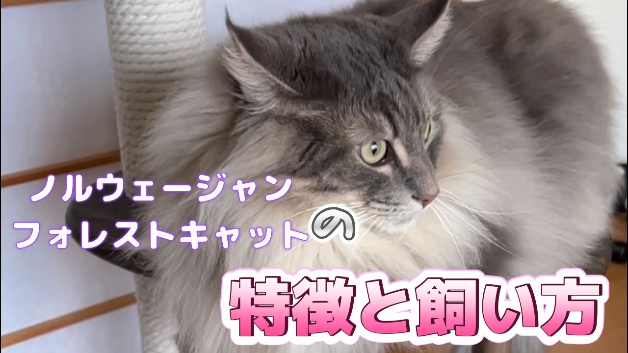 ノルウェージャンフォレストキャットの特徴と飼い方 #猫動画 #ノルウェージャンフォレストキャット #cat