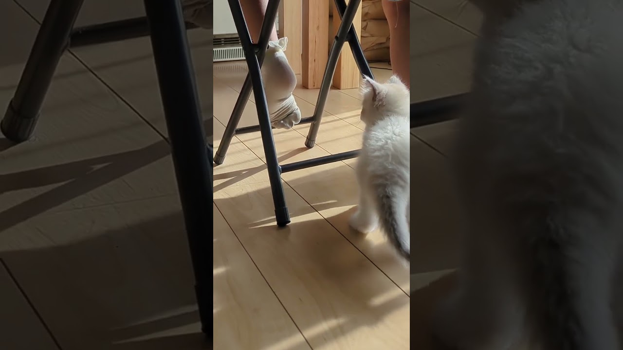 今日の獲物は足👣のようです😺 #ラグドール #子猫 #cat