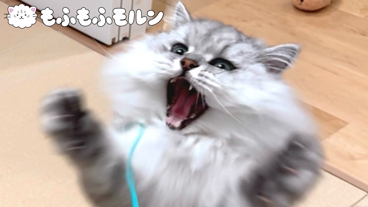 猫の動きをスローモーションで堪能してみましょう 【サイベリアン】
