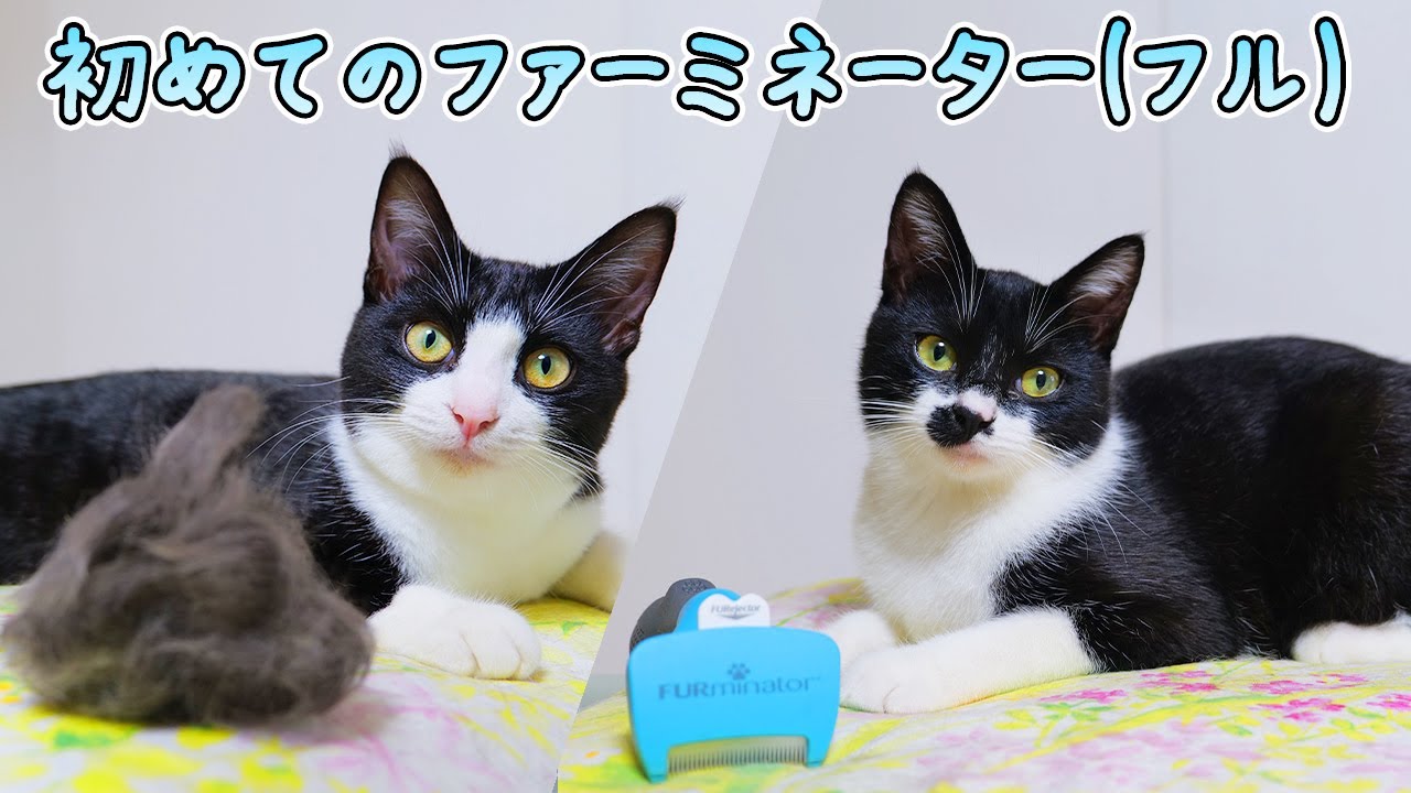 ファーミネーターで子猫の頃から生えていた毛を初めて除去したあずきとさくら【フルver.】