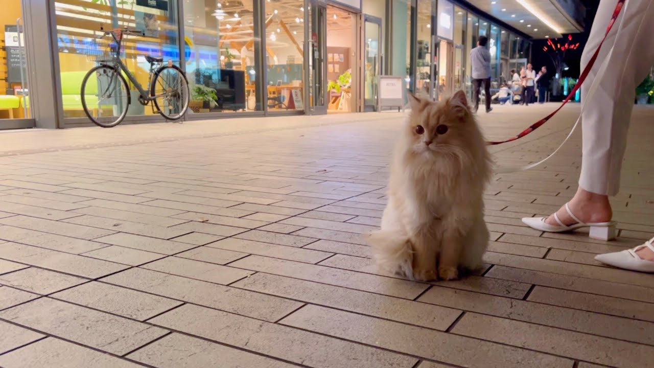 1歳の猫とお散歩に来たら...