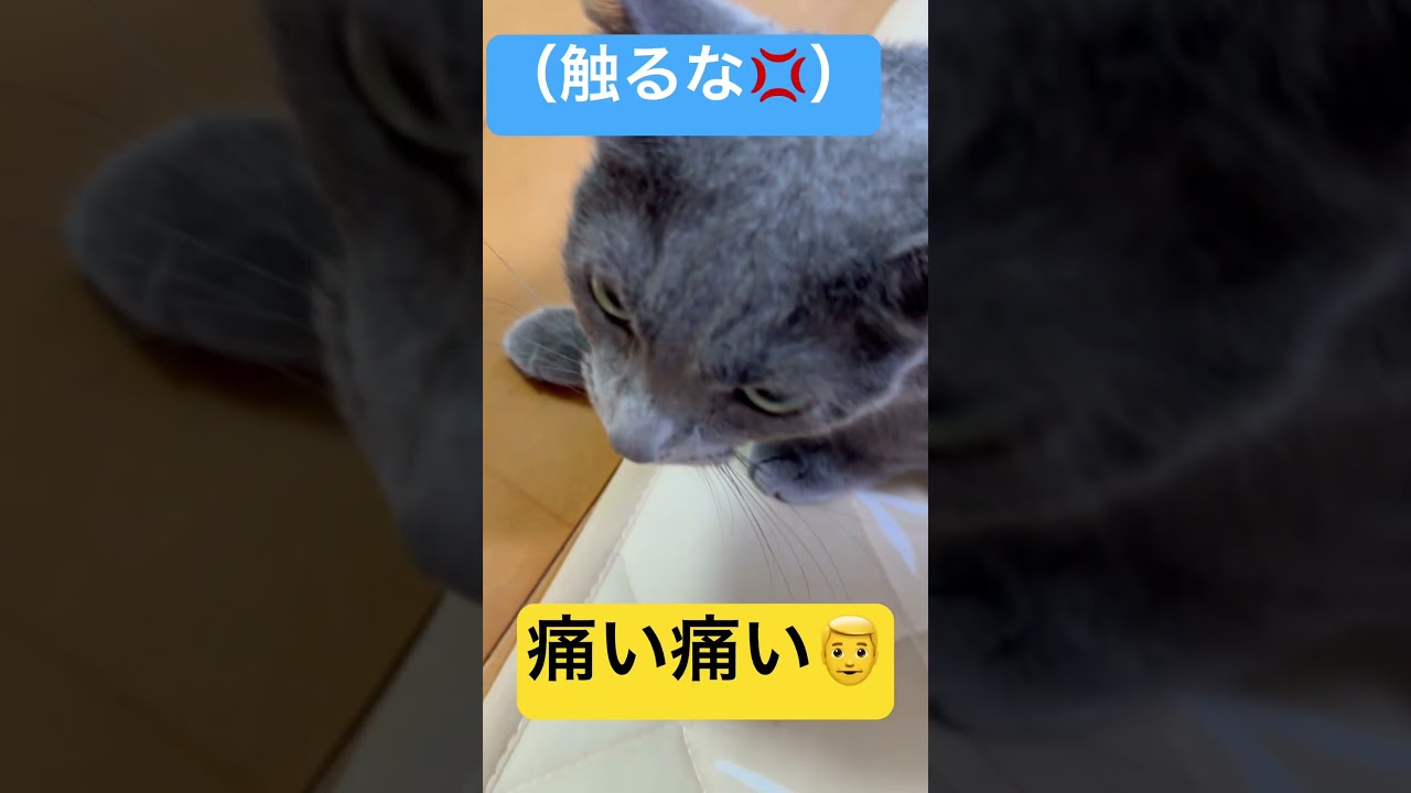 【猫ロシアンブルー】パパに対してツン９割デレ１割な そらちゃん（笑）#shorts