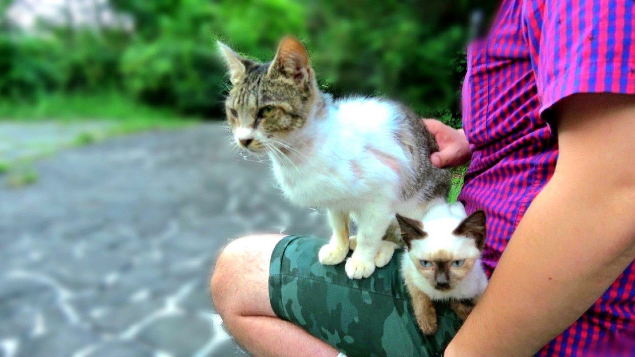 シャム子猫が先に膝に乗って寛いでいるとサバシロ猫も乗って来た