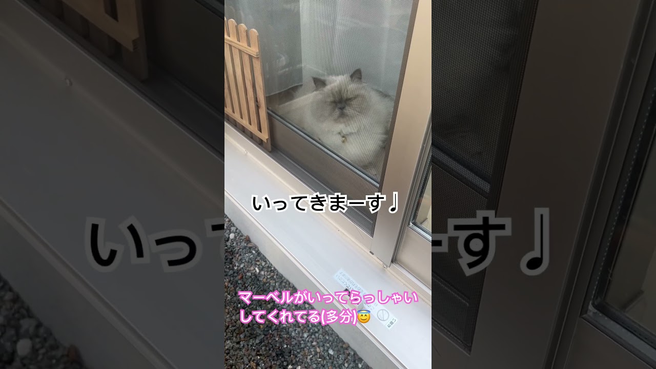 いってくるね♩ヒマラヤンのマーベル🐈🐾 #shorts #ねこのいる暮らし #music #猫好きさんと繋がりたい