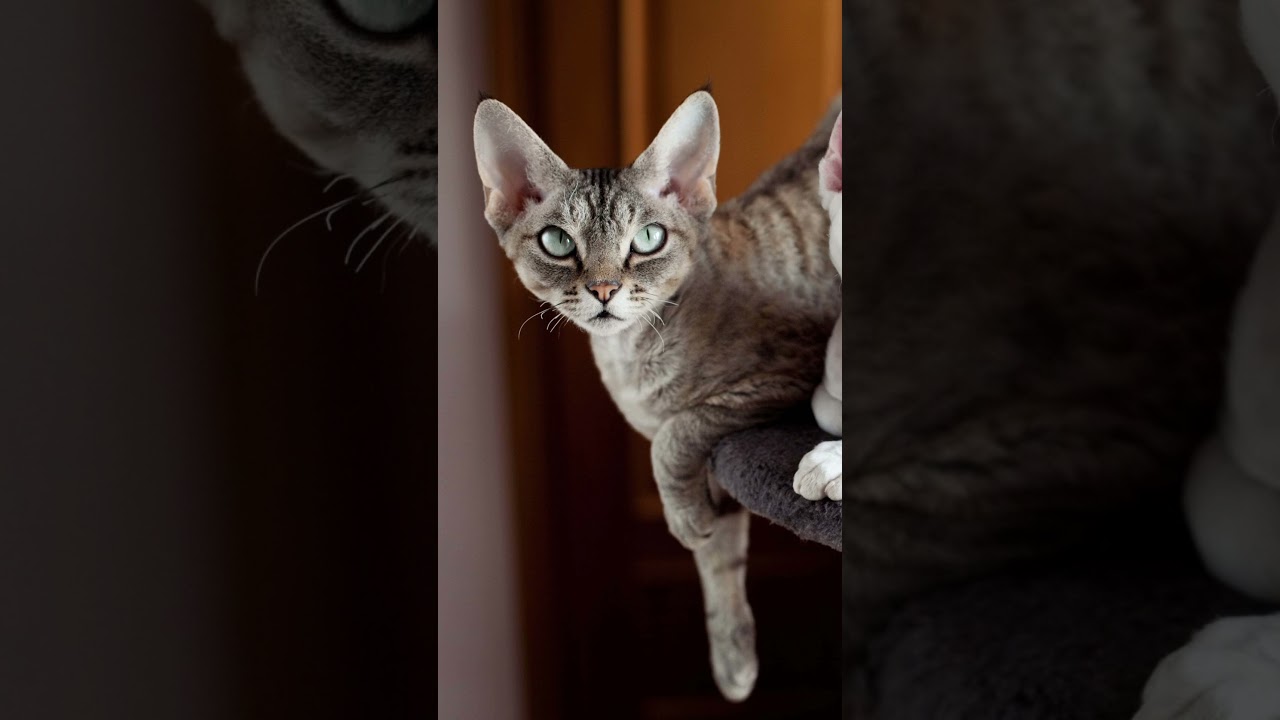 日本で飼いやすい海外原産の猫種　#デボンレックス   　#猫　#猫種　#Shorts