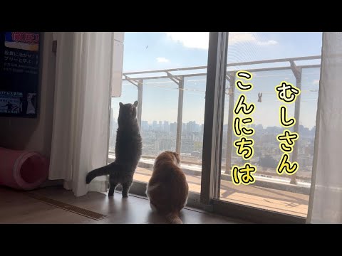 虫さん見つけたけどマンチカン猫の手足が短すぎて届かない
