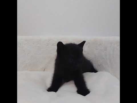 ボンベイ まっくろなボンベイちゃん💓