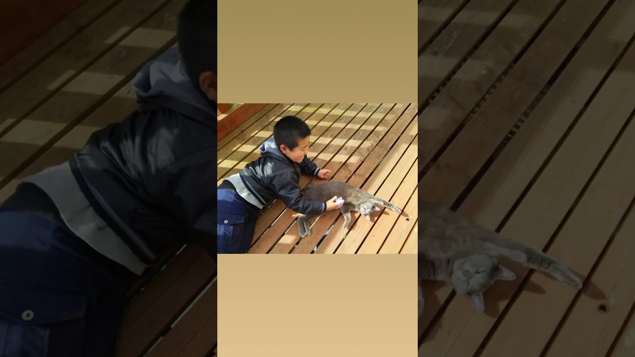 10年㊗️ペーターウチの子記念日　ロシアンブルー　保護猫　うちのボス猫￼