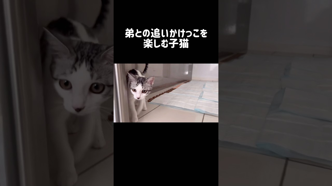 弟との追いかけっこを楽しむ子猫 #シベリアンハスキー #ハスキー #子猫