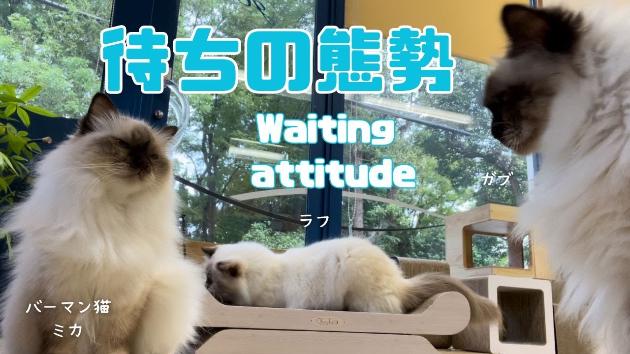 バーマン猫ミカとウリとラフとガブ【待ちの態勢】Waiting attitude（バーマン猫）Birman/Cat