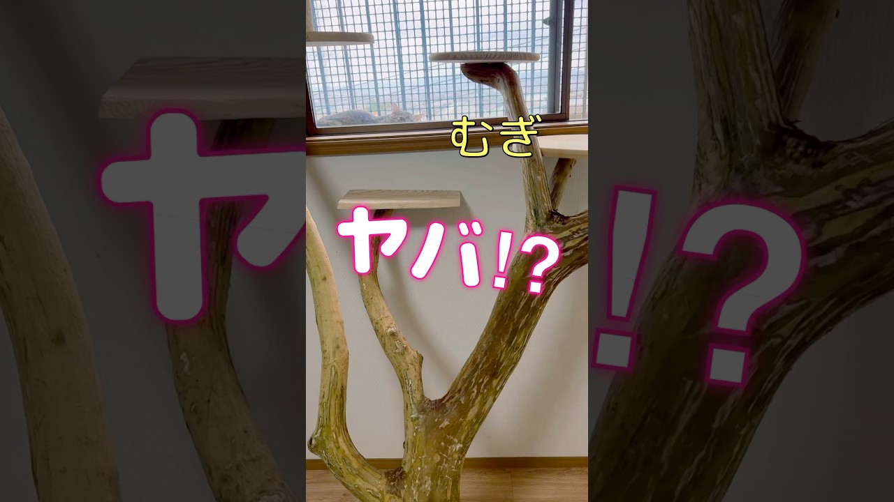 【白血病の子猫むぎ】ちょっと離れたら網戸破って外に逃げた！！こっわ！！！