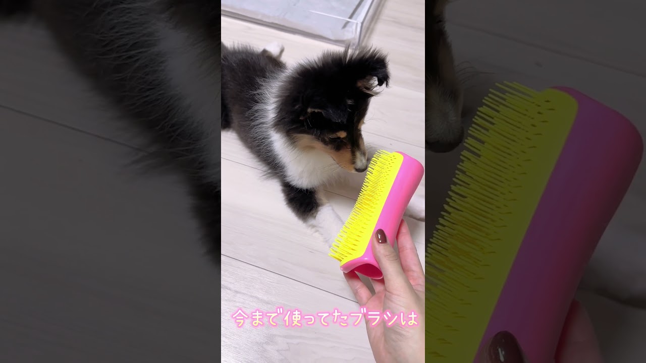 ペット用ブラシ #シェルティ #子犬 #ノルウェージャンフォレストキャット #タングルティーザー