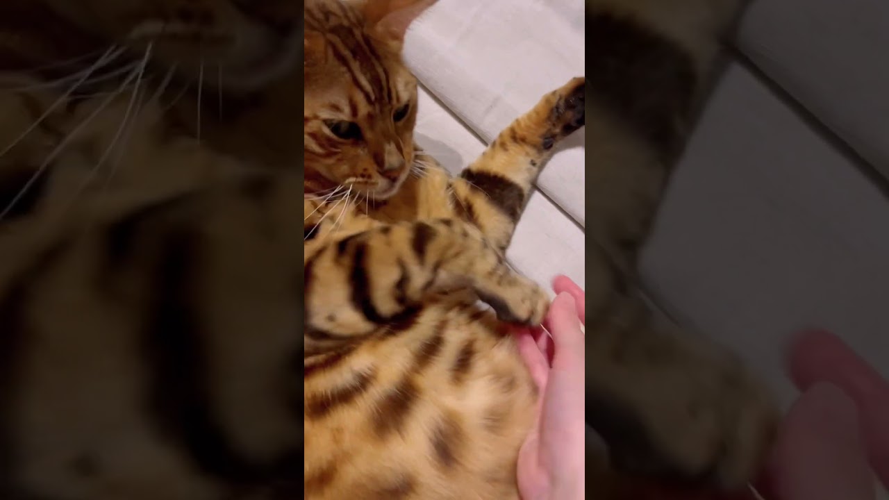 眠そうなニャンズ😻😻#cat #catcute #catlover #癒し系猫 #ベンガル #cute #bengalcat #ocicat #癒し動画