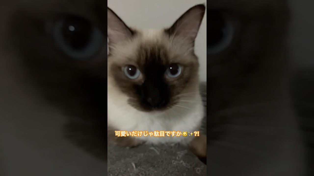 可愛いラグドールのたぬきみたいな美猫 #shorts #cat #ragdoll #猫 #ラグドール #kitten #ragdolls #cute ​⁠@tanutoko