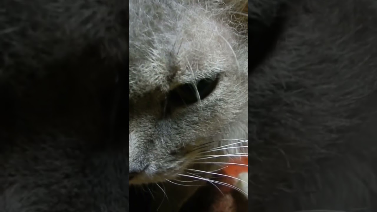 ラパーマのテオフィル