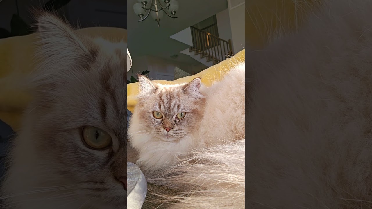 Professional Couch Potato!#shortvideo #pets #cat #viralvideo