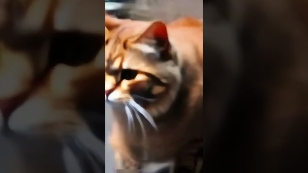 The Towering Brown Cat: A 55mm Perspective on Gigantism and Playful Chaos! #cat #catlover #shorts