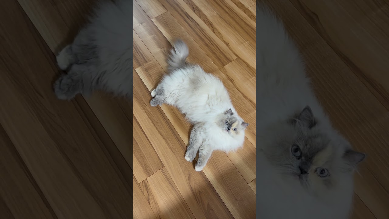 落ちてますね #ヒマラヤン