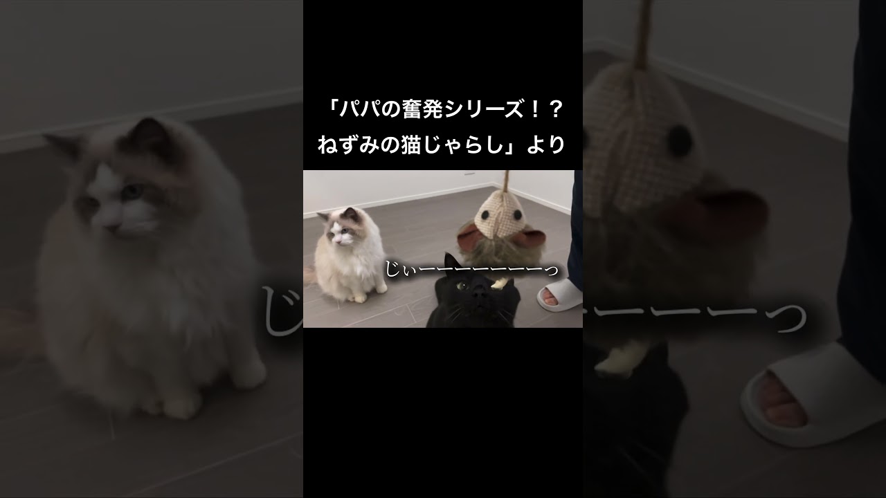 猫パンチ #黒猫の日常 #cat#猫#黒猫#ラグドール