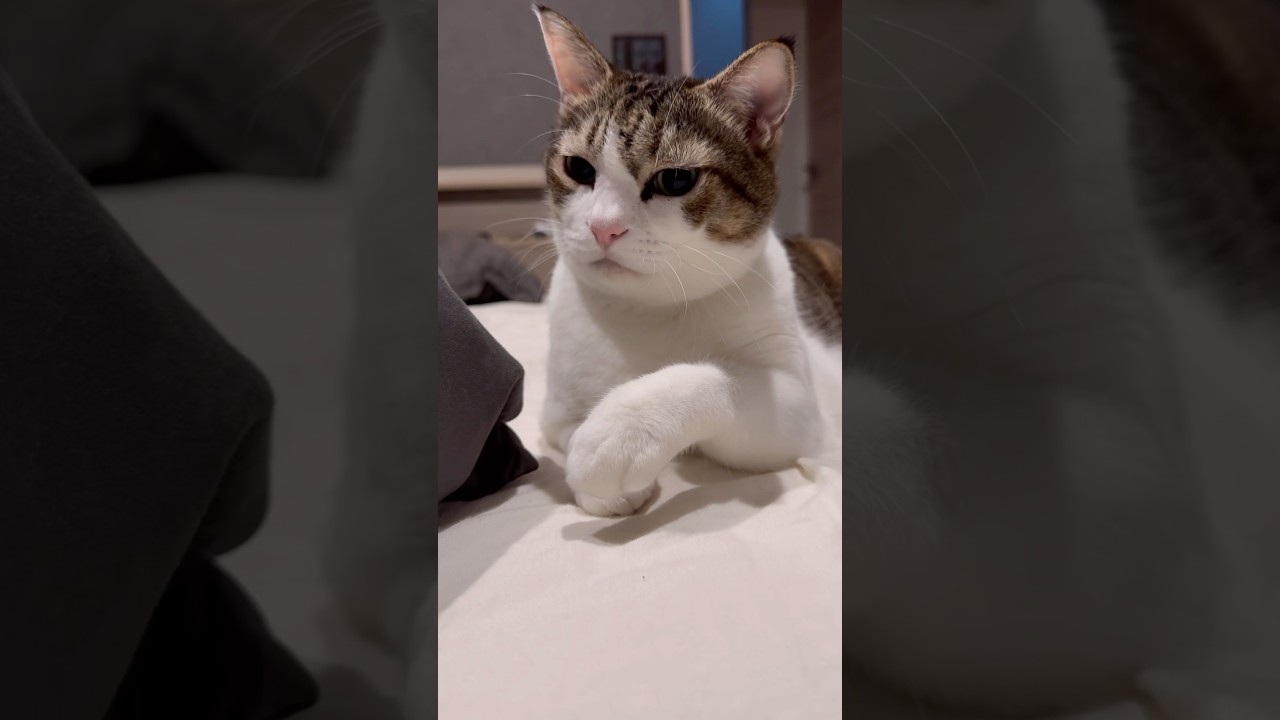 遊んであげてよ💧【キジシロ猫とマンチカン】