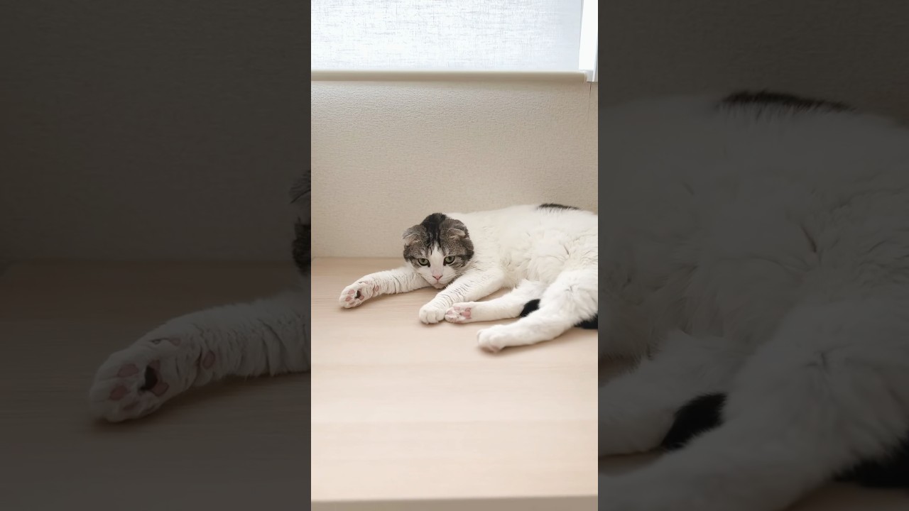 😾💢何か？#cat#スコ#スコティッシュフォールド #ねこ#猫#ねこのきもち #ねこのいる生活#shorts #short
