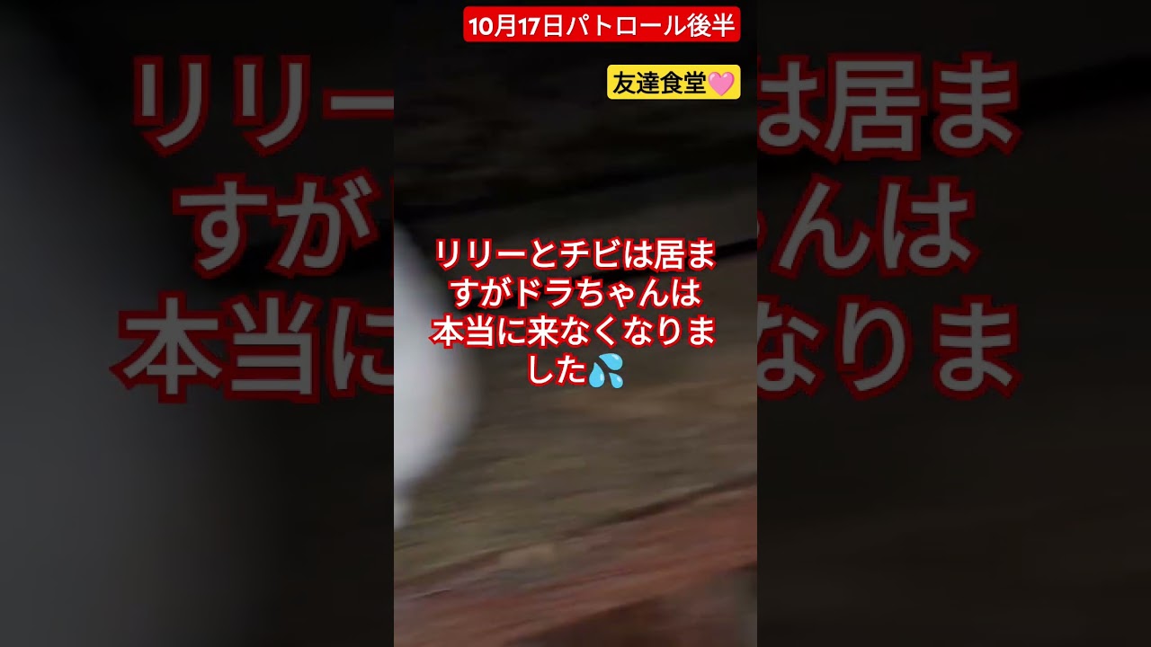 【10月17日パトロール後半】お友達食堂🩷
