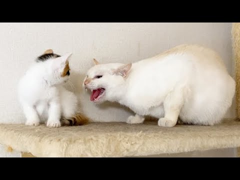 突然の近距離シャーに固まる子猫