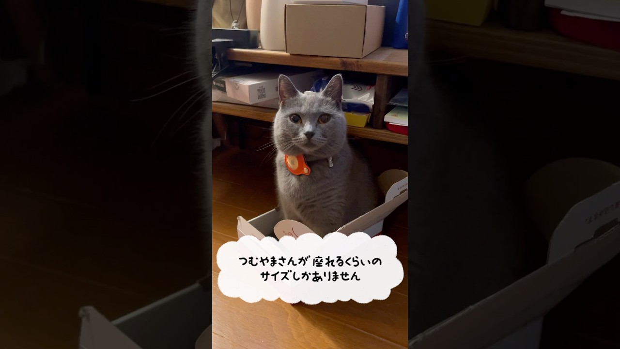 お気に入り箱のつむやま〜【シャルトリューつむやまの箱の日記】 #ねこ #シャルトリュー #猫のいる暮らし #chartreux #cat #猫好きさんと繋がりたい #ネコ #ねこダンボール