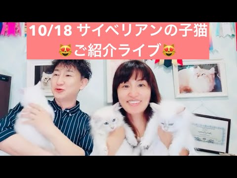 10/18 サイベリアンの子猫ご紹介ライブ😻本日デビューのネヴァマスカレードの子猫が4頭登場します😻@CatMoka