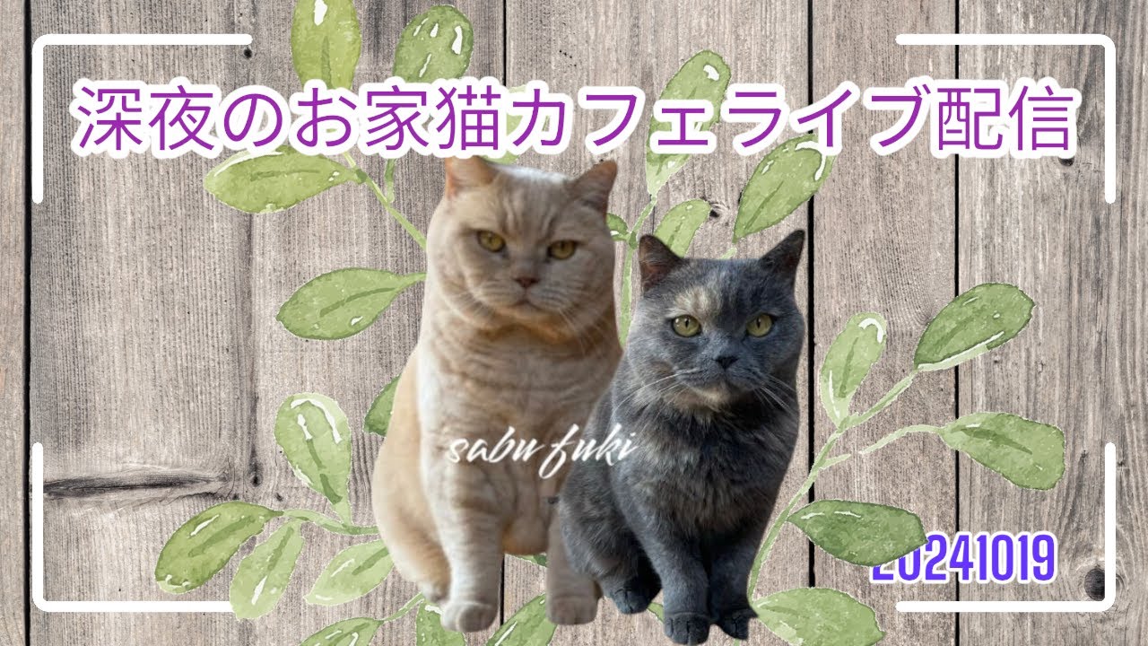 深夜のお家猫カフェライブ配信　２１３