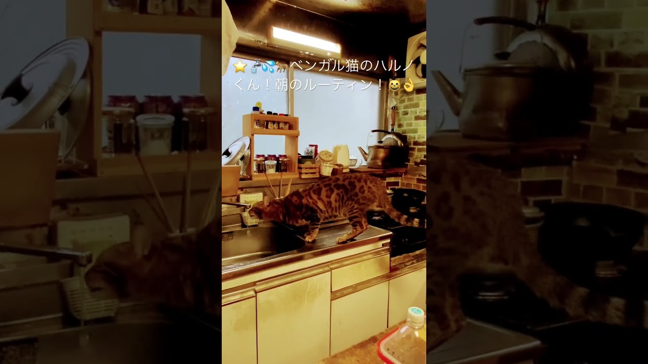 🌟ベンガル猫のハルノくん朝のルーティン！（笑）！目指せ４０万人（笑）（２０２４１０２０ー３） #ベンガル猫#ルーティン#猫#bengalcat#cat#short