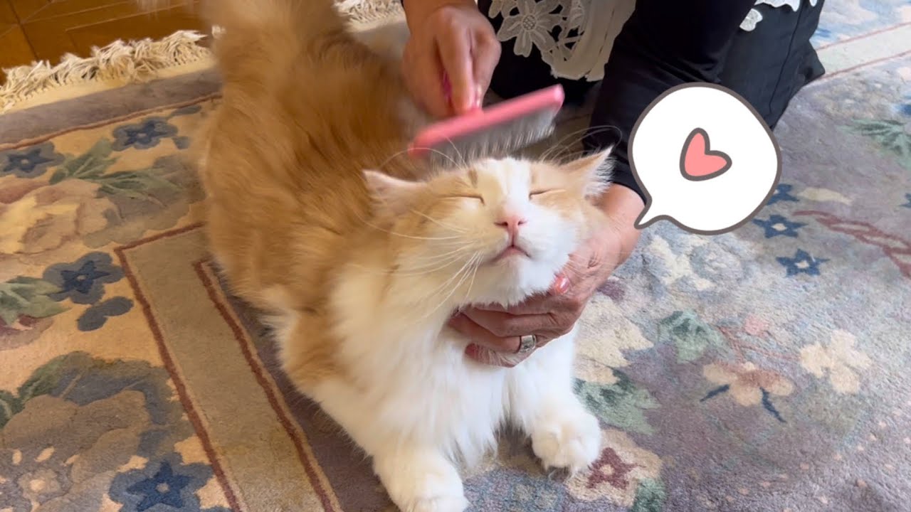 【癒し✨】ばあば大好きもふ猫達は、今日もたくさんブラッシングしてもらいましたwwwノルウェージャンフォレストキャットとターキッシュアンゴラ