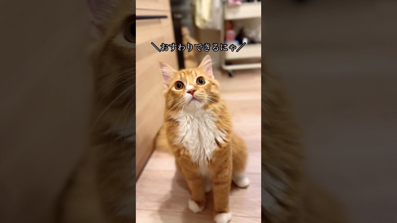 大きな鳴き声でお迎えしてくれるヴェルくん #猫#cat#サイベリアン#Siberian#子猫#고양이#猫のいる生活