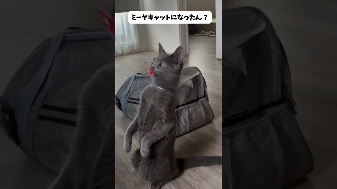 【猫卒業？】ミーヤキャットになった #子猫  #猫  #cat #ロシアンブルー #猫のいる暮らし