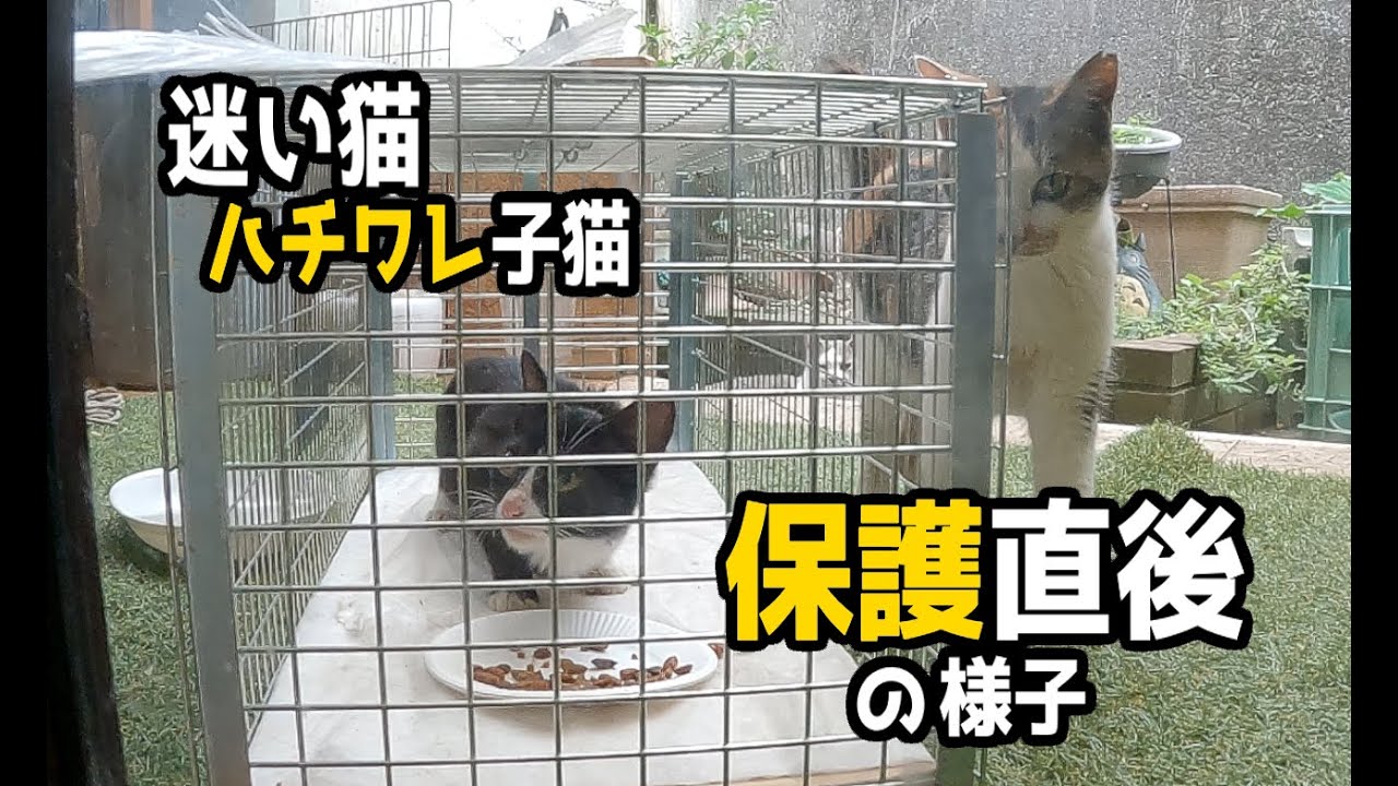 「裏庭に迷い込んできた野良子猫」ハチワレ八兵衛、うっかり保護される。