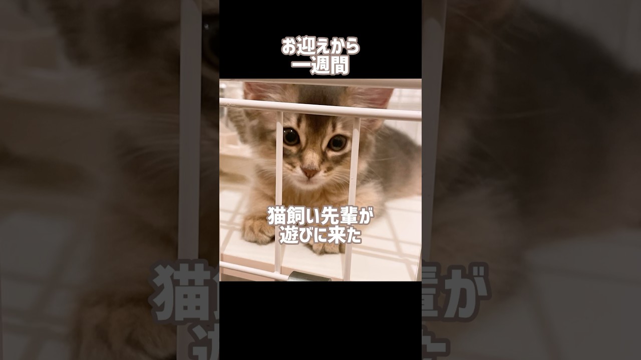 初めての来客…！ #ソマリ #ねこ #cat #こねこのいる暮らし #猫のいる暮らし #kitten #子猫 #かわいい子猫