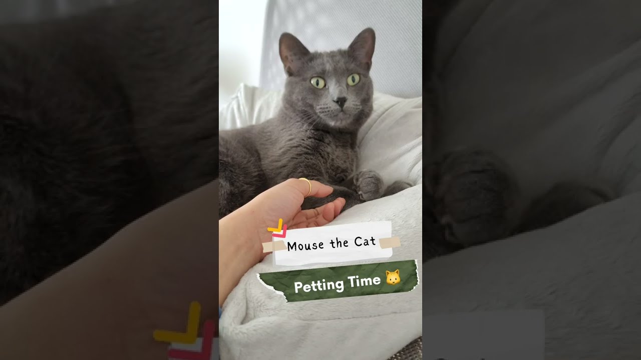 'Mouse' the Cat loves petting time with his hooman! #shorts