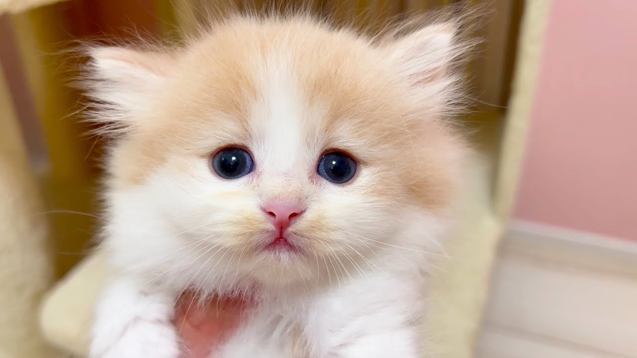 【マンチカンの子猫】ドンくさっ子が可愛いのが子猫の世界観な件 ～猫のいる生活Vol.1031～出産動画 マンチカン短足・ミヌエット・ペルシャ猫専門ブリーダー『ペット蔵人』【子猫の成長記録】