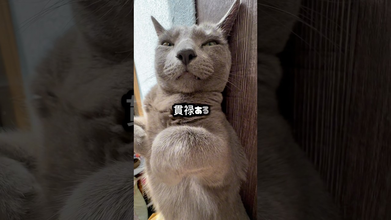 【ロシアンブルー】めろん〜堂々たるへそ天🤭【猫】#shorts
