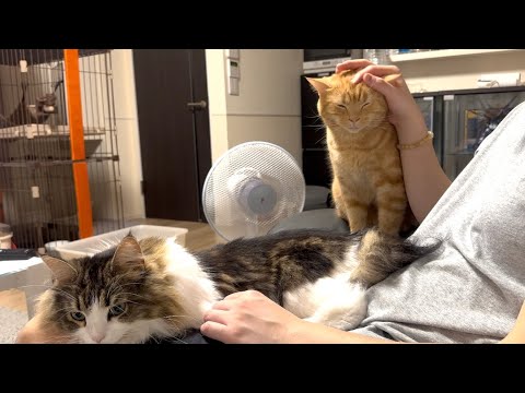 2匹同時に飼い主に甘える猫たちがかわいすぎた