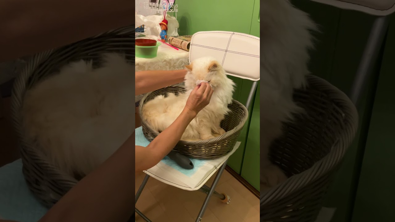 ♥チーノの日常「🙀え！ 目を拭くんですか…」（猫＝ホワイトヒマラヤン＝13歳）癒やし＃Shorts　👩目を拭く時間です。湯で湿らせたお尻拭きで目やにをふやかし、やさしくゴシゴシ。#cat #pets