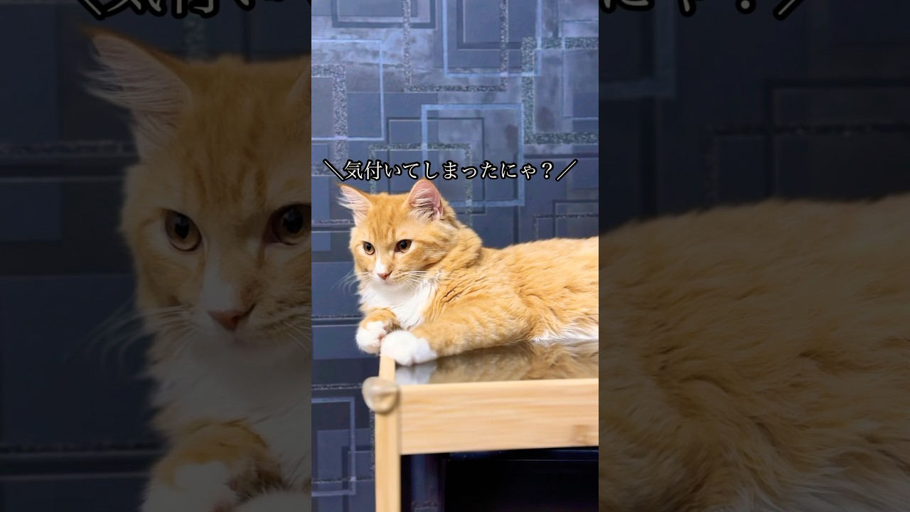遂に正体がバレてしまったすいヴェル #猫#cat#サイベリアン#Siberian#子猫#고양이#猫のいる生活