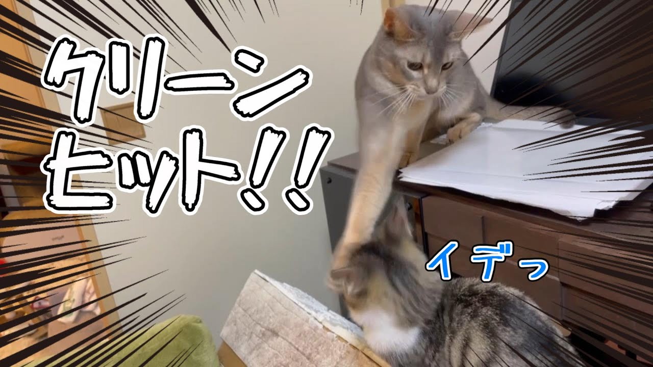 先住猫ついにキレる！