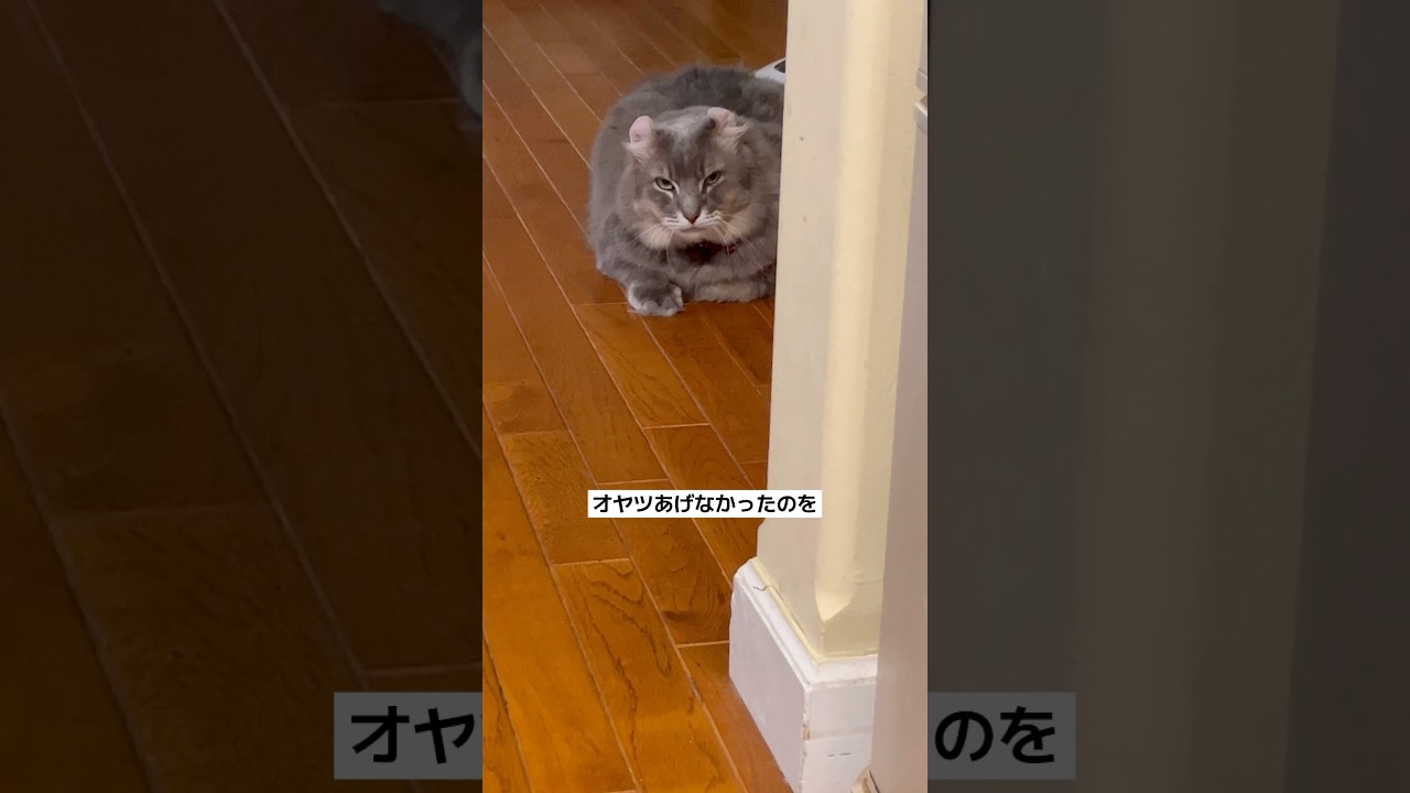 猫動画 #shorts 怒ってる？