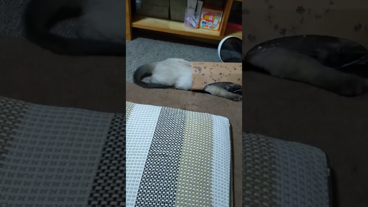 ちょこ7/20ティッシュの箱に潜りながら遊ぶ😺#シャム猫 #子猫