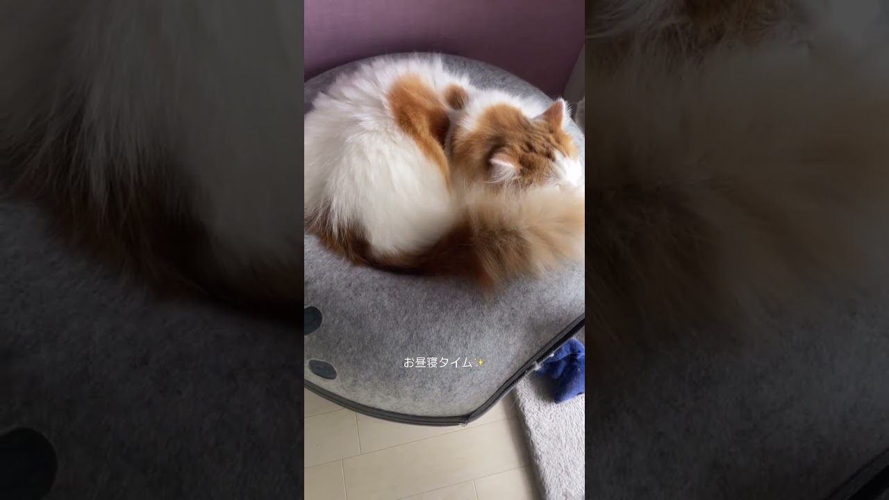 【猫の日常】静かに寝かせるニャ！ #猫#ねこ#cat#マンチカン#癒し
