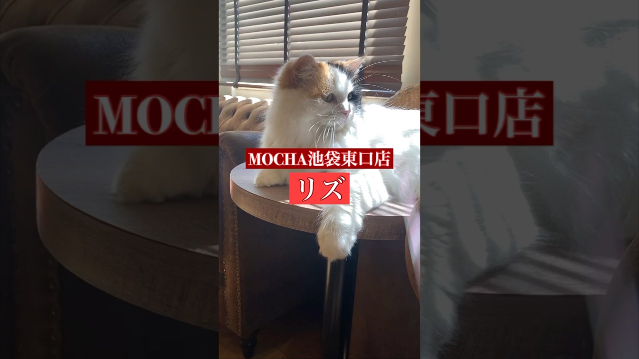 🐱リズ🐱　(ラガマフィン♀)　猫カフェMOCHAラウンジ池袋東口店　2024/9/18 撮影分　　#日替わり猫カフェにゃんこ