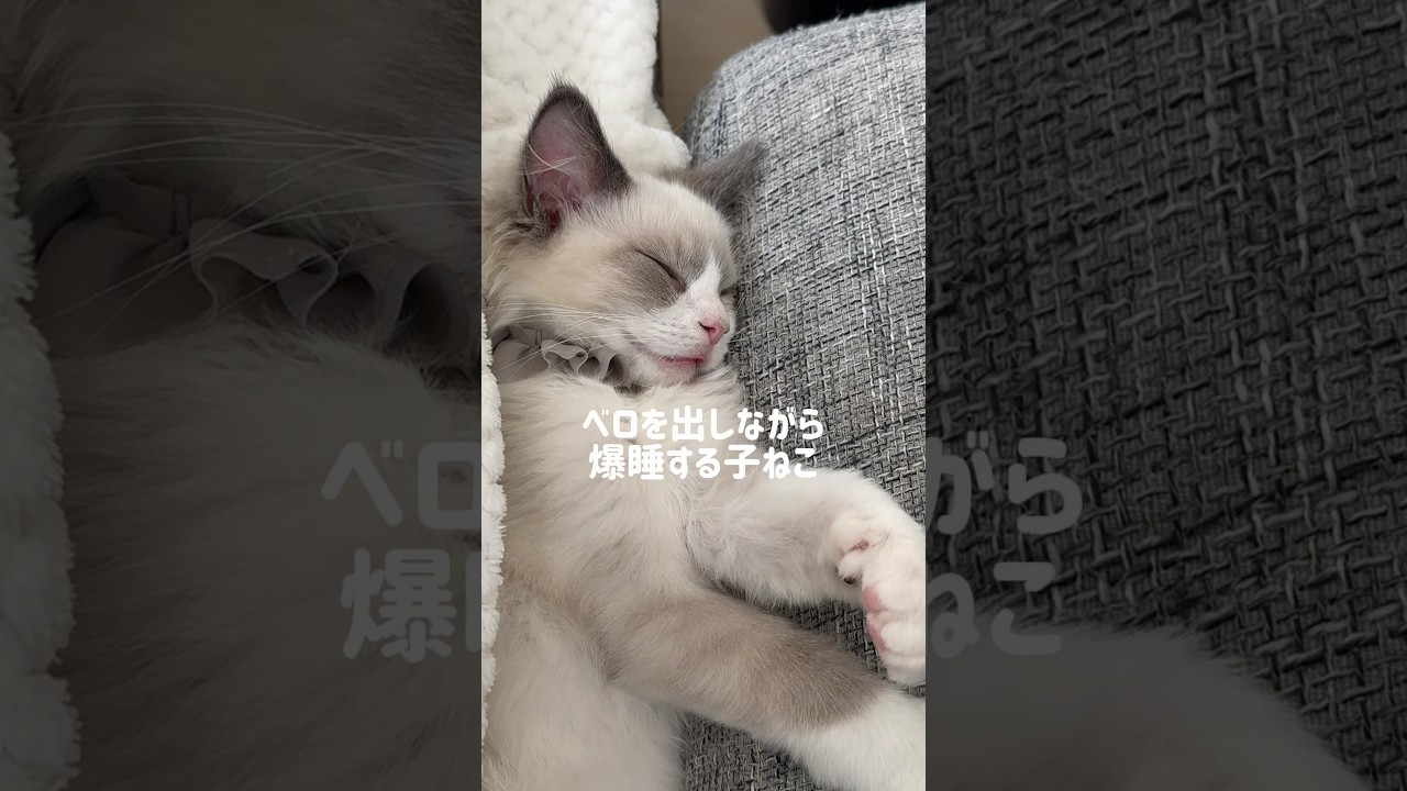 ベロしまい忘れました👅🤍#ラグドール#ラグドール子猫#ブルーポイントバイカラー#子猫#猫#かわいすぎ#ragdoll#cat#kitty#kitten#ねこのいる生活