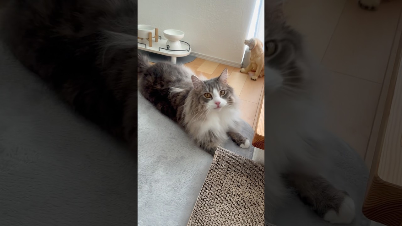 トリミングサロンにいってスッキリしてきました #サイベリアン #siberian #1歳6ヶ月 #cat #猫 #shorts