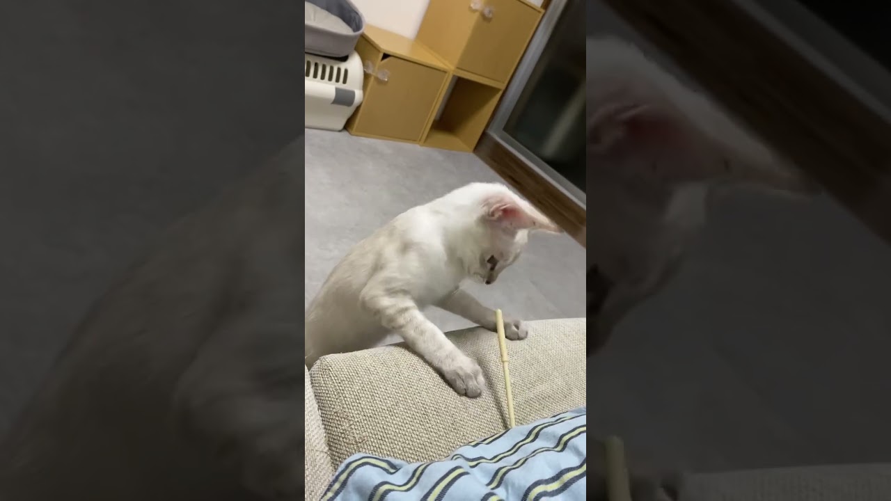 じゃない方で遊ぶ猫　#元保護猫　#シャムトラ　#シャムミックス　#cat #猫耳 #kitten #シャムmix  #子猫 #猫耳